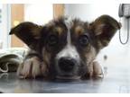 Adopt Nori a Black Mixed Breed (Medium) / Mixed dog in Farmington, NM (38941517)
