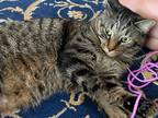 Adopt Bugsy a Tortoiseshell American Shorthair / Mixed (short coat) cat in