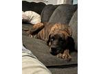 Adopt Sweetness a Brindle Mastiff / Mixed dog in Hubert, NC (38941468)
