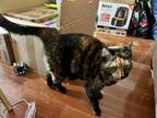 Adopt Carmen a Tortoiseshell Domestic Shorthair / Mixed (short coat) cat in