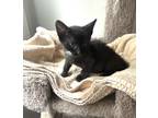 Adopt Barley a Black (Mostly) Domestic Shorthair (short coat) cat in North