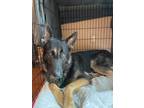 Adopt Charlie Brown a Black - with Tan, Yellow or Fawn German Shepherd Dog /