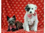 Adopt Noah and Colin a White - with Brown or Chocolate Terrier (Unknown Type