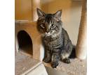 Adopt Loki a Brown Tabby Domestic Mediumhair (medium coat) cat in Greensburg