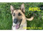 Adopt REBEL a Tan/Yellow/Fawn - with Black German Shepherd Dog / Mixed dog in