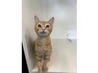Adopt Jean a Orange or Red (Mostly) Domestic Shorthair (short coat) cat in South