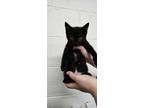 Adopt Ebony a Black (Mostly) Domestic Shorthair (short coat) cat in Napoleon