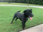 Adopt Loki a Black Labrador Retriever / Mixed dog in Demorest, GA (38939713)