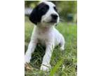 Adopt Timon a White - with Black Blue Heeler / Labrador Retriever / Mixed dog in