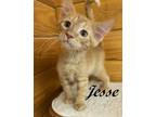 Adopt Jesse a Orange or Red Tabby Tabby (short coat) cat in Southern Pines