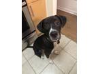 Adopt Scout a Black - with White Labrador Retriever / Pointer / Mixed dog in