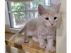 Adopt Toffee a Tan or Fawn Tabby Domestic Mediumhair (medium coat) cat in