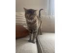 Adopt Kira a Tortoiseshell Domestic Shorthair / Mixed (short coat) cat in