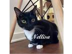 Adopt Nellisa a Black & White or Tuxedo Domestic Shorthair (short coat) cat in