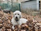 Adopt Mira a White Great Pyrenees / Poodle (Standard) / Mixed dog in Saint Paul