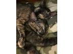 Adopt Sonoma a Tortoiseshell Domestic Shorthair (short coat) cat in Port Orange
