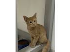 Adopt Patterson a Orange or Red Tabby Domestic Shorthair (short coat) cat in
