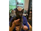 Adopt Ducky DC bonded w Patch a All Black Domestic Shorthair / Domestic
