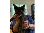 Adopt Patch DC a All Black Domestic Shorthair / Domestic Shorthair / Mixed cat