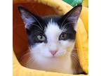 Adopt Bandit DC a White Domestic Shorthair / Domestic Shorthair / Mixed cat in