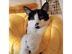 Adopt Cool DC a White Domestic Shorthair / Domestic Shorthair / Mixed cat in