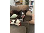 Adopt Willa a Brindle - with White Border Collie / Dutch Shepherd / Mixed dog in