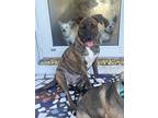 Adopt kasey a Brindle Shepherd (Unknown Type) / Boxer / Mixed dog in Miami