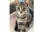 Adopt Griffin a Tiger Striped Domestic Shorthair (short coat) cat in Port