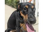 Adopt HANK a Black Doberman Pinscher / Mixed dog in Huntington Beach