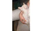 Adopt Kitty a White American Shorthair / Mixed (short coat) cat in Scottsdale