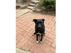 Adopt Pierce a Black German Shepherd Dog / Border Collie / Mixed dog in La Mesa