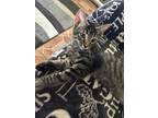 Adopt Tigger a Tiger Striped Domestic Shorthair (short coat) cat in Port Orange