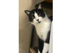 Adopt Apollo was Domino a Domestic Shorthair / Mixed (short coat) cat in Valley
