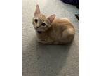 Adopt Ele a Orange or Red Tabby Domestic Shorthair / Mixed cat in