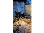 Adopt Violet a Black - with Tan, Yellow or Fawn German Shepherd Dog / Mixed dog