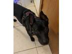 Adopt Toni a Black Australian Cattle Dog / Labrador Retriever / Mixed dog in