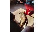 Adopt Gretchen a Tortoiseshell Domestic Shorthair / Mixed (medium coat) cat in