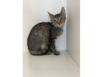 Adopt Verna a Brown Tabby Tabby (short coat) cat in South Padre Island