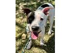 Adopt Bodhi a White - with Black American Staffordshire Terrier / Mixed dog in
