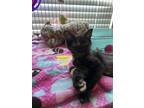 Adopt Avery a Tortoiseshell Domestic Mediumhair (medium coat) cat in Port