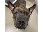 Adopt Patty a Brindle Mixed Breed (Large) / Mixed dog in Dallas, TX (38936101)