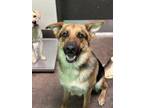 Adopt Luke a Black German Shepherd Dog / Mixed dog in Florence, AL (38940404)