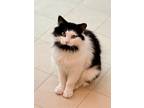Adopt Tabitha a Black & White or Tuxedo Domestic Mediumhair (medium coat) cat in