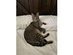 Adopt Rocket a Brown Tabby Domestic Shorthair / Mixed (short coat) cat in Waco