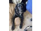 Adopt George a Black - with White Labrador Retriever / German Shepherd Dog /