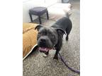 Adopt Mikey a Gray/Silver/Salt & Pepper - with White Pit Bull Terrier / Mixed