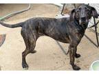 Adopt Zoey a Brindle Plott Hound / Mixed dog in Mesquite, TX (38940091)