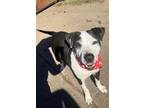 Adopt River a Gray/Silver/Salt & Pepper - with White Pit Bull Terrier / Mixed