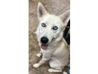 Adopt Grace a White Husky / Mixed dog in Mesquite, TX (38940088)