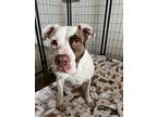 Adopt June a Pit Bull Terrier dog in Mesquite, TX (38940080)